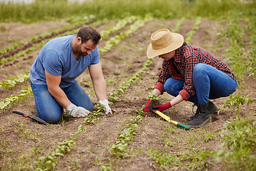 Image showing Farmers planting plants together on an organic and sustainable farm or garden outdoors. Couple sow vegetable crops or seedlings on fertile soil or farmland and work in the agriculture industry