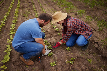 Image showing Sustainable farming couple planting, growing and gardening vegetable crops or plants in soil, dirt or farm land. Countryside lifestyle, agriculture or rural living farmer people working together