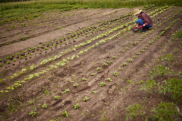 Image showing Countryside farmer planting crops in a neat line on sustainable, agriculture farm field. Woman gardener or worker farming with gardening tools, gear and working with produce for eco friendly growth