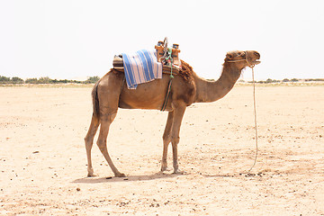 Image showing camel