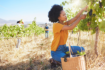 Image showing Vineyard farmer picking grape bunch from vine tree plant for new fruit growth during nature harvest season in countryside valley field. Entrepreneur in agriculture industry, preparing to make wine.