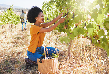 Image showing Vineyard worker with grape shears pruning and cutting crops on sustainability farm, fruit field and orchard for agriculture, wine and alcohol production. Woman with organic harvest growing in nature