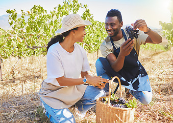 Image showing Farm workers on wine farm picking fresh grapes off plant in vineyard together in summer. Farmers smile and check crops or produce to examine them in summer to harvest healthy fruit on field in nature