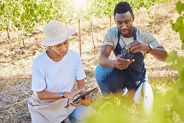 Image showing Wine farmers, vineyard or agriculture tablet app to monitor growth, development or sustainability in countryside garden field. Farming workers, colleagues or people with digital tech for fruit plants