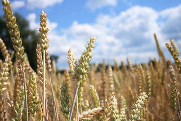 Image showing golden corn