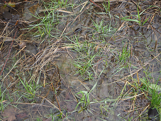 Image showing Wet land marsh