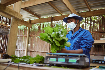 Image showing Farm, agriculture and plant with a farmer working with fresh green food and vegetables in the farming industry. Nature, sustainability and the environment with a worker growing healthy produce