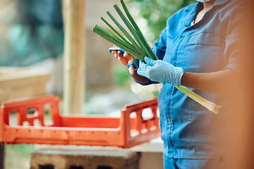 Image showing Agriculture, farming and harvesting organic vegetables and produce. Farm or supermarket worker wearing hygiene gloves while cutting fresh green onions or scallions to prepare for selling or shipping