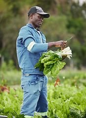 Image showing Farm, field and agriculture farmer worker in nature cutting green produce ready for harvest. Working man and sustainability farm hand farming and checking plant growth in a countryside environment