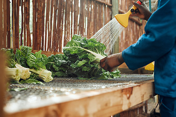 Image showing Agriculture, vegetables and farmer cleaning produce with a high water pressure garden hose. Health, wellness and sustainability worker preparing crops to give to a green retail grocery supermarket.