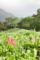 Image showing Sustainability, farm environment and plant agriculture in countryside with growth and nature background of healthy spinach leaf. Vegetable garden landscape in spring with natural green land and field