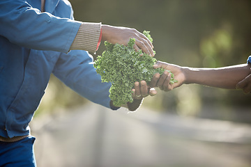 Image showing Sustainability, farm environment and kale leaf plants for agriculture harvesting in countryside with growth and nature. Workers in vegetable garden farming with healthy green crops from natural earth