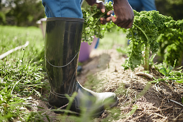 Image showing Environment worker, spinach farmer and farm agriculture harvesting healthy green plant leaf from soil. Closeup working garden man shoes or hands with nature growth mindset, earth and sustainability