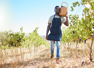 Image showing Farm, worker and wine of a man working or collecting grapes at a vineyard outdoors in summer. Farmer at work in agriculture growth, walking with natural healthy fruit for retail business or store.