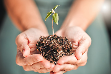Image showing Business person holding seed plant, soil growth in hands for environmental awareness or sustainable development in eco friendly, green company. Organic small tree growth growing in hand for Earth Day