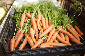 Image showing Agriculture, closeup and carrot farming for healthy grocery market. Organic, fresh produce and vegetable sales for agribusiness. Green shopping or vegan lifestyle consumers natural food choice.