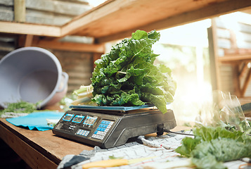 Image showing Grocery, agriculture and closeup of farmer scale to weigh vegetables. Healthy nutrition and lifestyle store or local farming plant. Sustainability in the food industry and organic consumers diet.