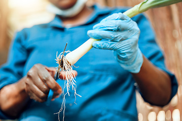 Image showing Farmer, agriculture and hands in harvest business and cutting the roots off a spring onion vegetable. Farm worker holding fresh crops, cleaning and preparing them for produce for the consumer market.