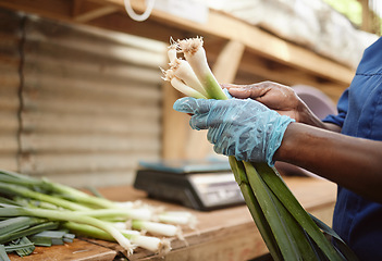 Image showing Farm, worker sorting spring onions for vegetable market. Health groceries and sale of green consumer products and lifestyle. Nature, agriculture and food industry for grocery or supermarket.