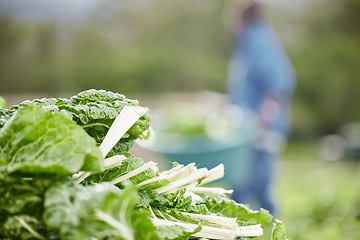 Image showing Countryside spinach leaf farm in spring harvest, bokeh background, zoom green nature vegetables on field and eco sustainability. Healthy diet from agriculture garden environment and plantbased food