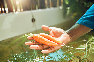 Image showing Farm, agriculture or sustainability with a farmer cleaning food, fresh vegetables or carrots in harvest season. Sustainable plants and green nutrition in the hand of a person in the farming industry