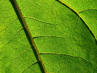 Image showing Leaf of sunflower - detail