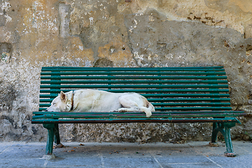 Image showing A White Dog Sleeping Peacefully on a Green Park Bench in the Aft