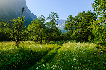 Image showing Tranquil Path Through a Flower-Filled Meadow Near a Mountain at 