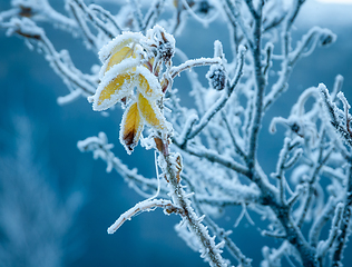 Image showing Frost Covered Branches and Leaves on a Cold Winter Morning