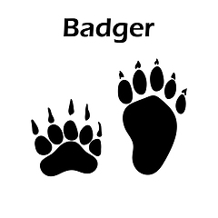 Image showing Badger Footprint