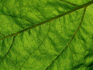 Image showing Leaf of sunflower - detail