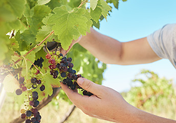 Image showing Grapes vineyard, nutritionist worker or agriculture farmer working with black fruit on green farm or countryside. Person hands with plant growth sustainability in farming or wine production industry