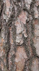 Image showing Tree bark