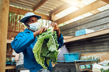 Image showing Farmer working and cleaning green vegetable crop or supermarket plant grocery from garden. Sustainability, agriculture and eco farming with worker in nature warehouse or greenhouse shed