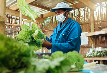 Image showing Covid garden growth, sustainability and green gardening habits of a gardener, farm hand or farmer. Sustainable farming of a lettuce plant in a greenhouse, accountability and agriculture plant house