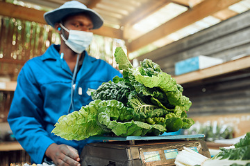 Image showing Agriculture, sustainability and farmer with spinach leaf plants vegetable growth in eco friendly greenhouse or shed. Worker farming natural, organic and healthy raw food with nutrition and vitamins