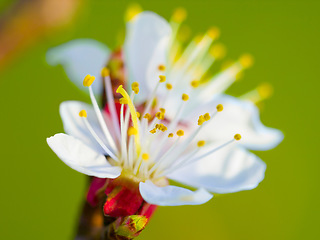 Image showing Nature, spring and beauty, a plum tree blossom closeup, petals and stamen with green background. Garden, flowers and gardening, sustainable environment for plants, growth and a flower in the sunshine