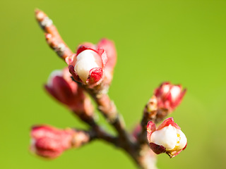 Image showing Nature, plant and flowers against a green background during the growth, blooming and development stage. Beauty, zen and hope of a growing plum tree in a sustainable environment or garden in spring