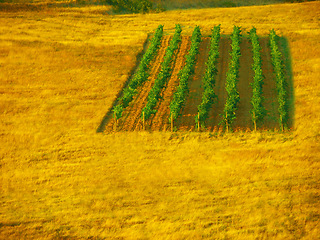 Image showing Sustainability, agriculture and wheat field growth in the countryside, with vibrant green crops at golden sunset. Eco friendly farming and organic produce growing in nature on farm or field outdoors