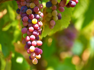 Image showing Red grapes or fruit growth in a wine farm or vineyard during spring or summer in the countryside. Agriculture food or plant in nature environment with green leaf in a eco friendly farm on a winery