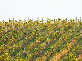 Image showing Drone view of grape tree plant vineyard or agriculture fruit farm land for sustainability, growth and development of wine. Sustainable countryside grapes farming in nature is healthy for environment