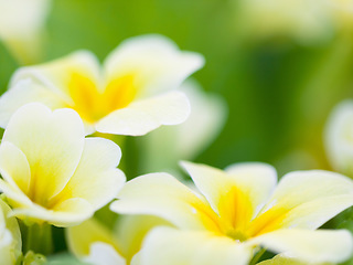 Image showing Nature, spring and flower with white and yellow primrose in a garden or natural environment background. Summer, countryside and growth of plants in nature field on a bright and sunny spring morning