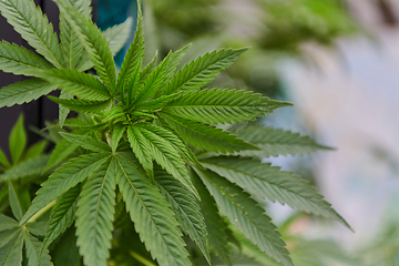 Image showing A close-up photo of fresh marijuana leaves in an urban setting, showcasing the vibrant green foliage of the cannabis plant amidst the cityscape.