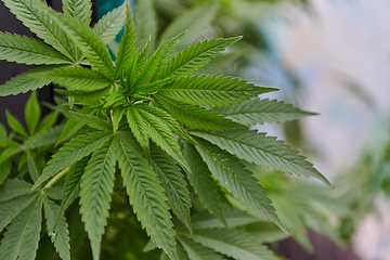 Image showing A close-up photo of fresh marijuana leaves in an urban setting, showcasing the vibrant green foliage of the cannabis plant amidst the cityscape.