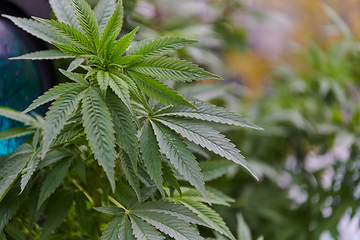 Image showing A close-up photo of fresh marijuana leaves in an urban setting, showcasing the vibrant green foliage of the cannabis plant amidst the cityscape.