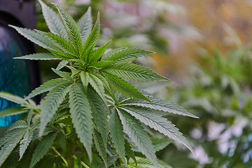 Image showing A close-up photo of fresh marijuana leaves in an urban setting, showcasing the vibrant green foliage of the cannabis plant amidst the cityscape.