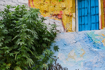 Image showing A close-up photo of fresh marijuana leaves in an urban setting, showcasing the vibrant green foliage of the cannabis plant amidst the cityscape.