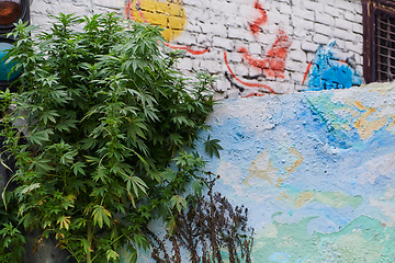 Image showing A close-up photo of fresh marijuana leaves in an urban setting, showcasing the vibrant green foliage of the cannabis plant amidst the cityscape.