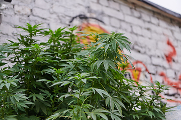 Image showing A close-up photo of fresh marijuana leaves in an urban setting, showcasing the vibrant green foliage of the cannabis plant amidst the cityscape.