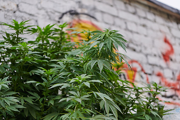 Image showing A close-up photo of fresh marijuana leaves in an urban setting, showcasing the vibrant green foliage of the cannabis plant amidst the cityscape.